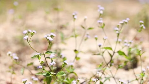 Small violet flowers Stock Footage 155427510