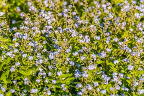Small Violet Flowers Stock Photos