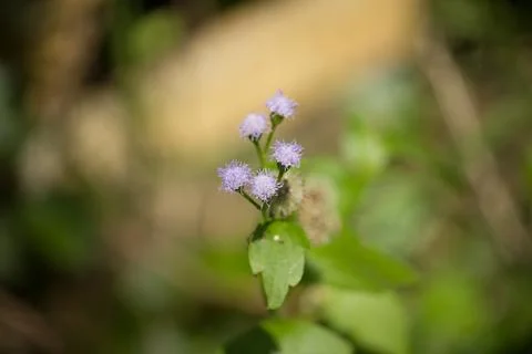 Small Violet of grass flower Stock Photos