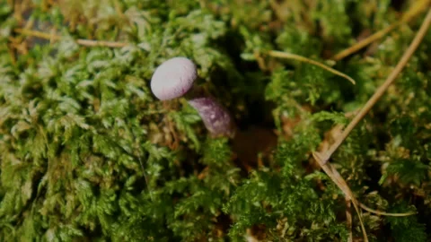 Small violet mushroom Stock Footage 142274372