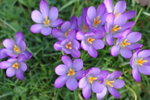 Small Violets Stock Photos