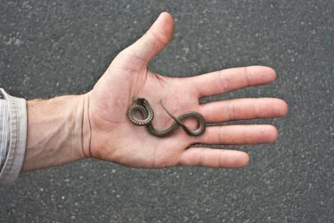 Small viper in the hand Stock Photos