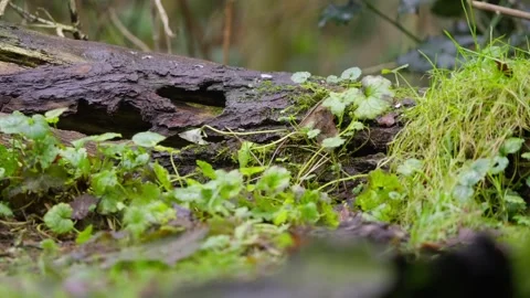 Small vole scurries over soft moss between branches in shaded forest underbrush Stock Footage 321503166