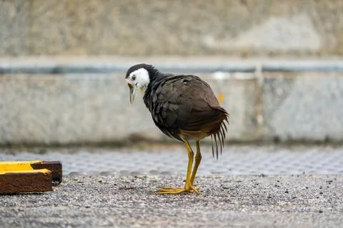 Small wading bird with white head and yellow legs Stock Photos