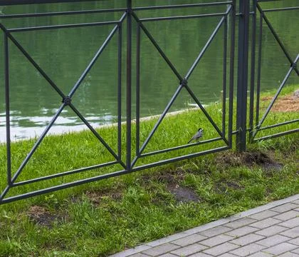 Small wagtail bird perched on a black metal fence by a green pond. Outdoor Stock Photos