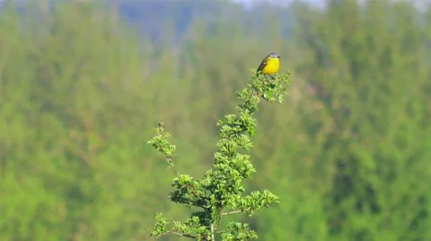 Small wagtail on the spring meadow. Stock-Footage 62901149