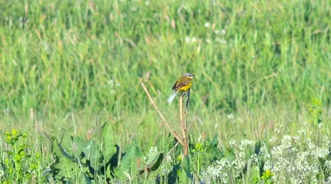 Small wagtail on the spring meadow. Video stock 62901427