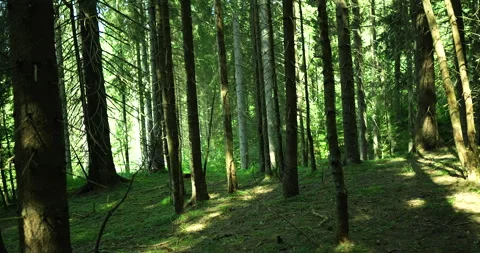 Small walk through the forest Stock Footage 248083761