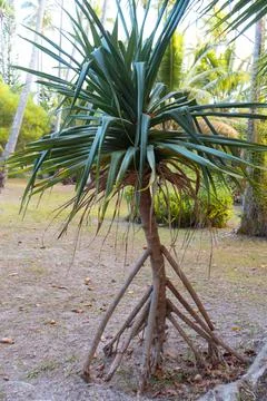 Small walking palm Stock Photos