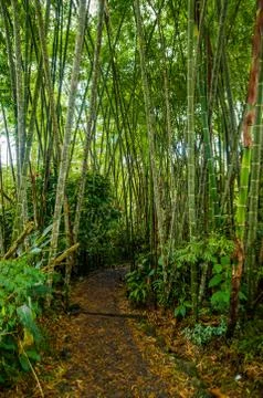 Small walking path through tight green vegetation on both sides in Amazon jungle 스톡 사진