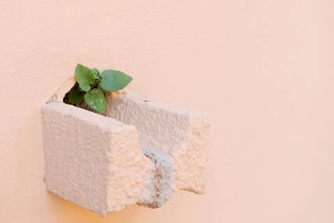 Small Wall Stone Box with Green Plant Growing Through Peach Wall Texture Stock Photos