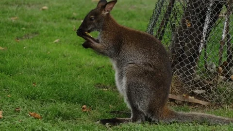 Small wallaby standing upright and eating grass inside a zoo enclosure on green Stock Footage 325793152