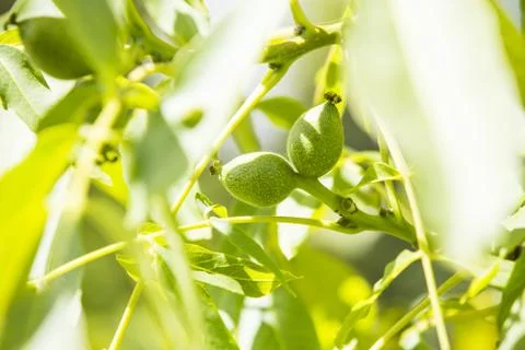 Small wallnuts on the tree Stock Photos