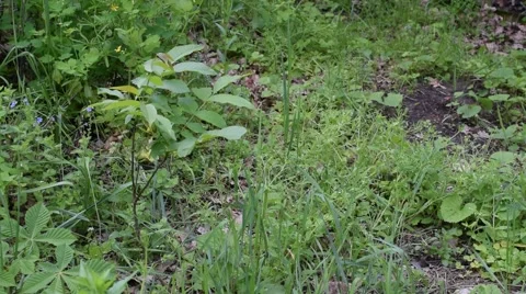 Small walnut tree in a garden Stock Footage 66438876