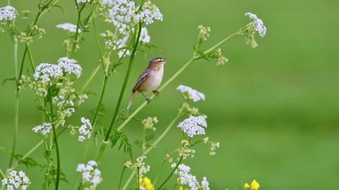 Small Warbler Bird Perched On White Wildflowers With Soft Blurred Green Mea.. Stock Footage 336564331