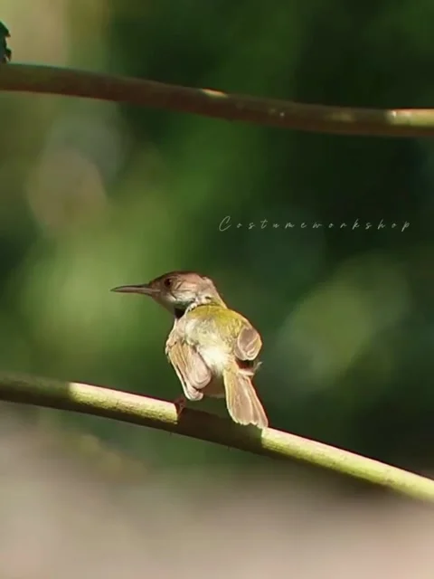 Small Warbler Perched on a Shady Branch in Nature's Embrace Slow Cute Videos Stock Footage 282846692