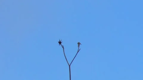 Small Wasp Drinking Flower Elixir Stock Footage 1086503