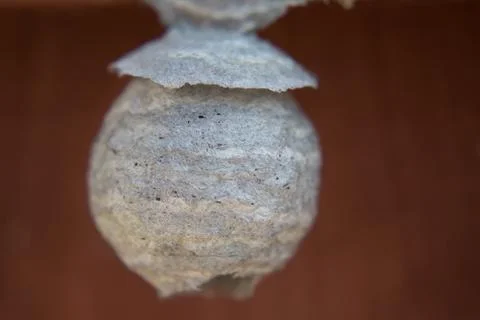 Small Wasp Hive Stock Photos