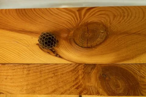 Small wasp nest with hexagonal cells attached to weathered wooden planks Stock Photos