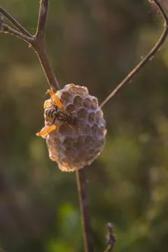 Small wasp nest in open field at daylight Fotos de archivo