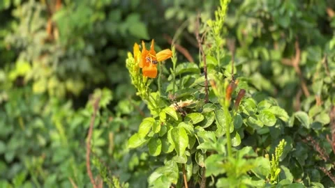 Small wasp on an orange flower close-up Stock Footage 234052318