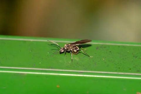 Small wasp perches on green leaf surface Stock Photos