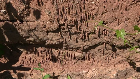 Small Wasps v1 Video stock 155796868