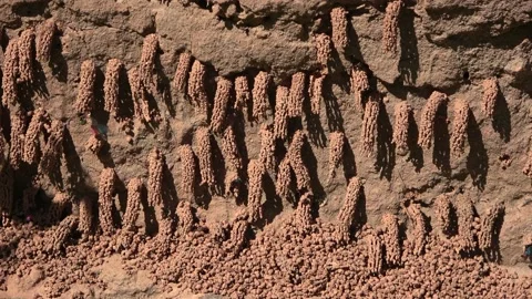 Small Wasps v2 Video stock 155797404