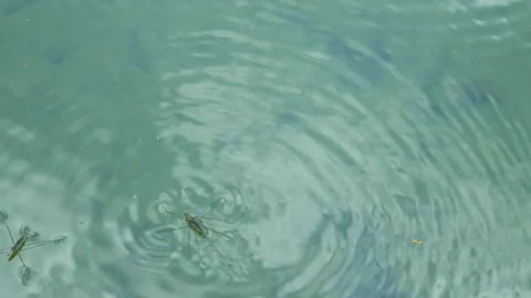 Small water bug skimming across a lake reflecting green trees in summer. Stock-Footage 341400631