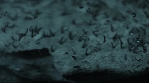 Small water creatures Stock Footage 263670940