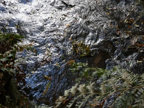 Small water creek in a jungle Stock Footage 83454720