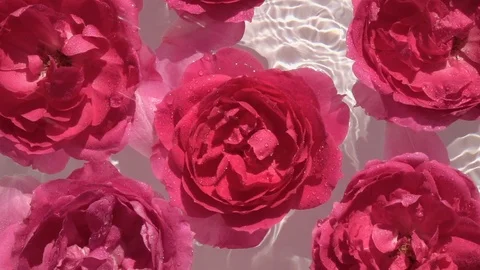 Small water drops falling on beautiful red rose petals. Vídeo Stock 111419829