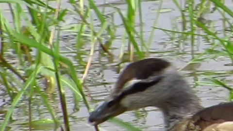 Small Water Ducks Stock Footage 77173470