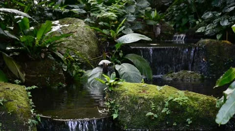 Small water fall inside tropical forest Stock Footage 21000087