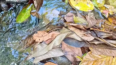 Small water flow bends on the rocks Video stock 208269263