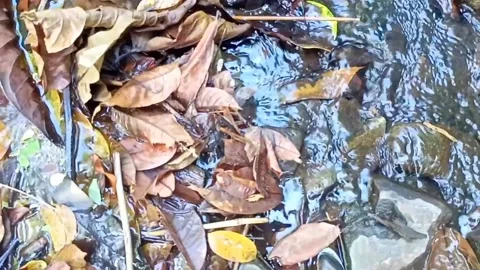 Small water flow bends on the rocks 4 Stock Footage 208269333