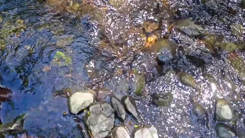 Small water flow bends on the rocks 5 Stock Footage 208270387