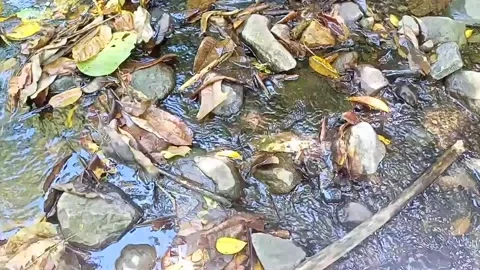 Small water flow bends on the rocks 6 Stock Footage 208270388