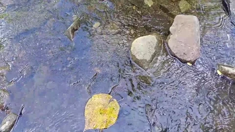Small water flow bends on the rocks 20 Stock Footage 208273444