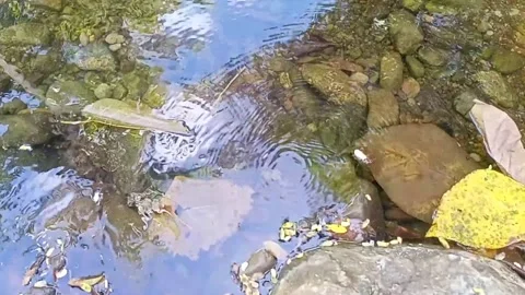 Small water flow bends on the rocks 23 Stock Footage 208274332