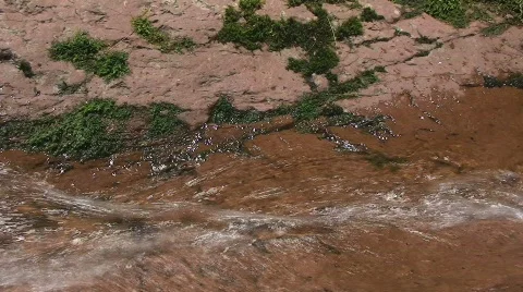 Small Water Flow with Green Moss Stock-Footage 481759