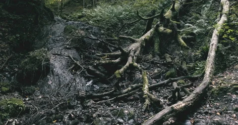 Small water flows among the roots of trees in the middle of a forest Stock Footage 220623995