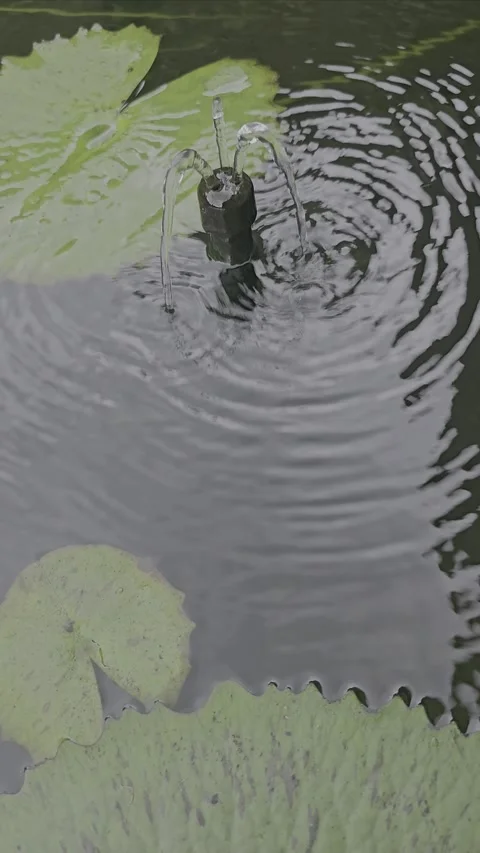 Small Water Fountain Surrounded by Calm Pond with Green Lily Pads Stock Footage 296741453
