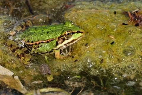 Small water frog in the pond Stock Photos