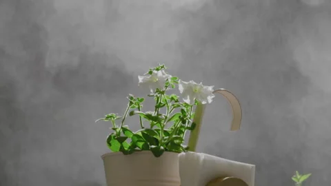 Small Water Particles Fall on Flower Growing in Pot Stock Footage 149802451