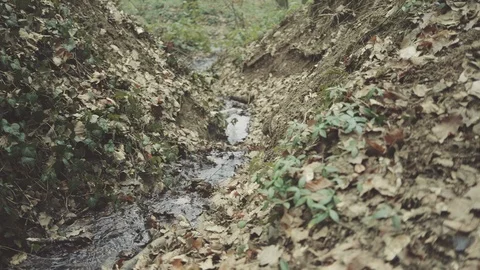 Small water path in the woods. Video stock 126724435