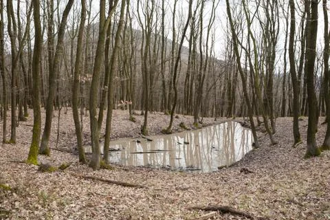 Small water puddle in the forest where large mammals come to wallowing in mud Stock Photos