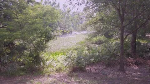 Small Water River on swamp edge Sawgrass Park Saint Petersburg, Florida. Stock Footage 238651775