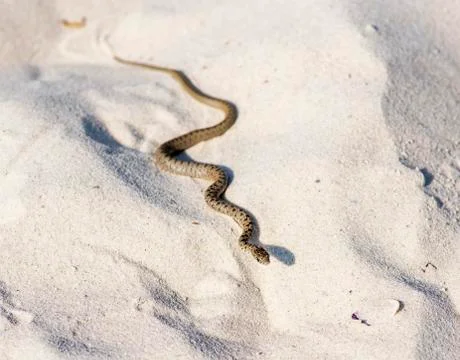 Small water snake adder crawling on the sand by the sea Stock Photos