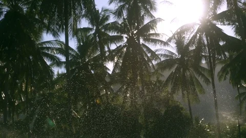 Small water splashes from the sprinkler and palm grove blurred with sunshine. Stock Footage 107515725
